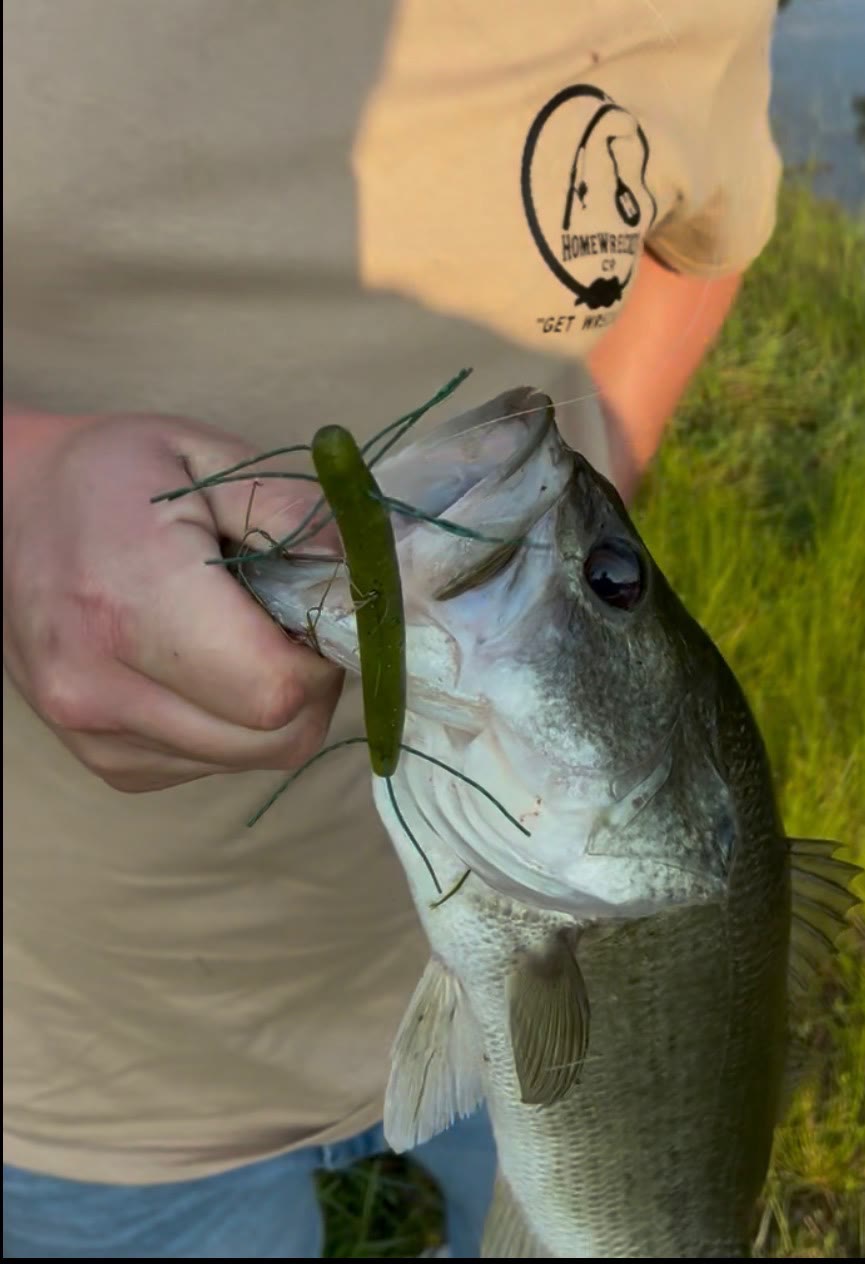 Largemouth bass caught on a green Homewrecker soft plastic, held at golden hour