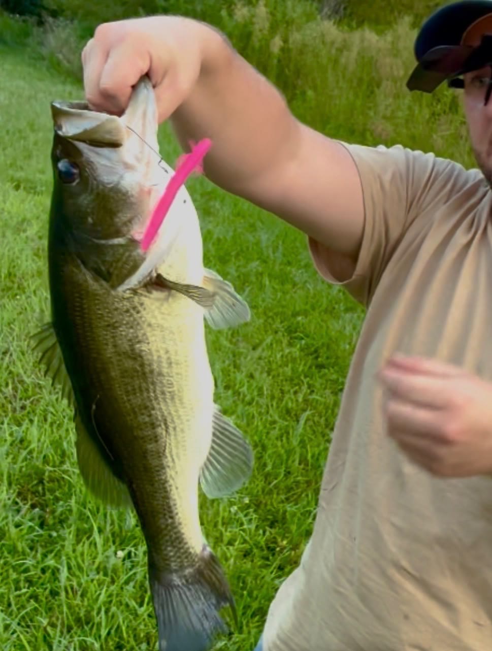 Angler holding up a chunky largemouth bass that ate a pink Homewrecker bait