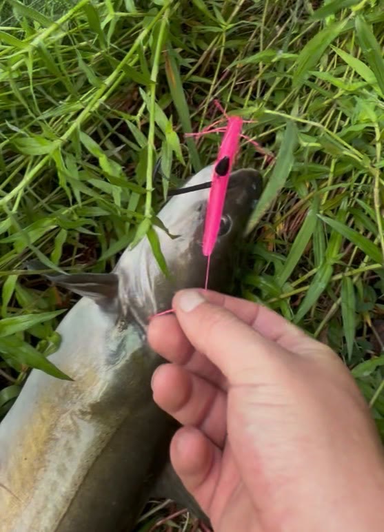 Catfish landed on a hot-pink Homewrecker soft plastic