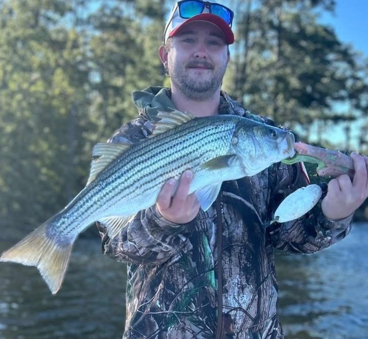 Angler holding a striped bass with a paddle-tail lure