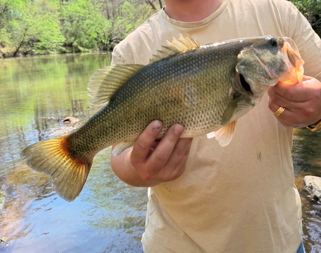 Angler holding a river bass over clear water